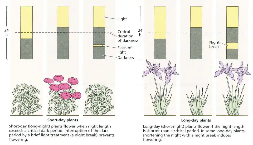 都是毛发,为什么头发比眉毛长得快?|No.247