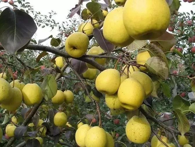 中国县城概况：赵县——赵州桥的故乡！