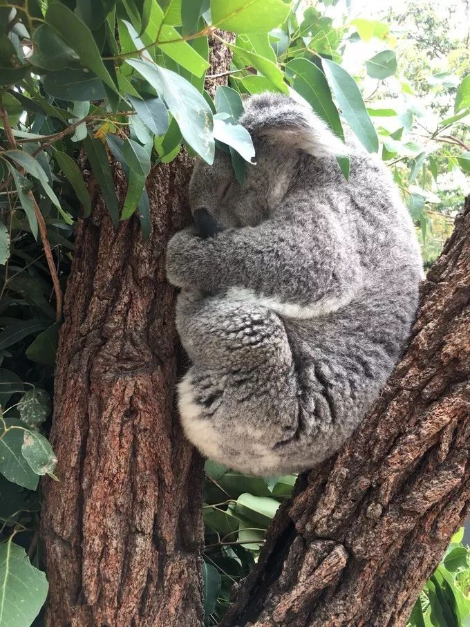 春节假期就在眼前，怎么安排最合理？