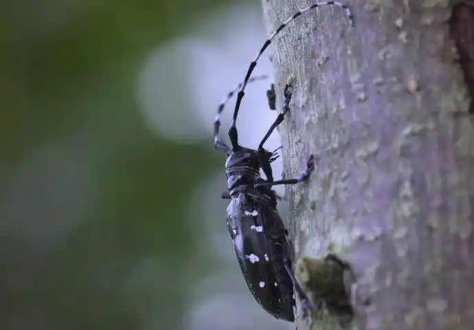 天牛防治全攻略：从分类到综合防治详解