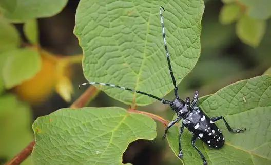 天牛防治全攻略：从分类到综合防治详解