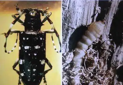 光肩星天牛的危害特征与其综合防治策略