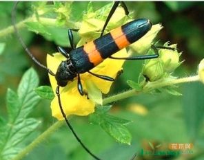 每日物种故事 | 天牛：力大如牛