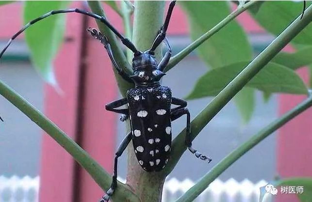 每日物种故事 | 天牛：力大如牛
