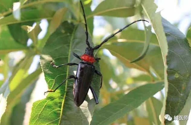 每日物种故事 | 天牛：力大如牛