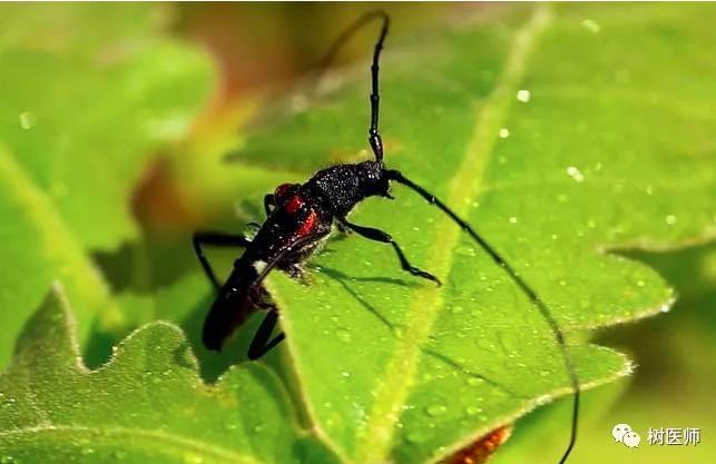 每日物种故事 | 天牛：力大如牛