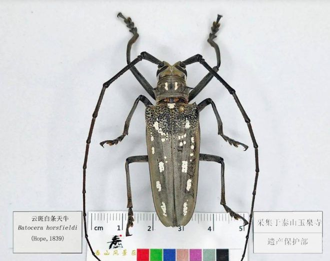 每日物种故事 | 天牛：力大如牛