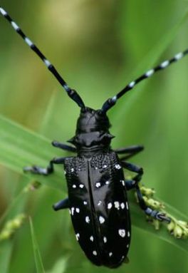 每日物种故事 | 天牛：力大如牛