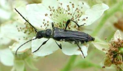 每日物种故事 | 天牛：力大如牛