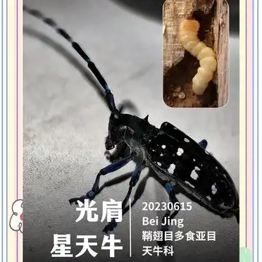 美国“天牛事件”背后:中国昆虫的奇妙世界