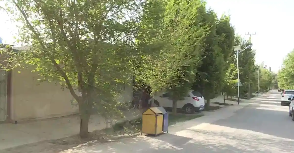 敦煌市对46万株树木开展光肩星天牛防治工作