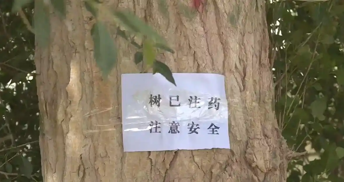 敦煌市对46万株树木开展光肩星天牛防治工作