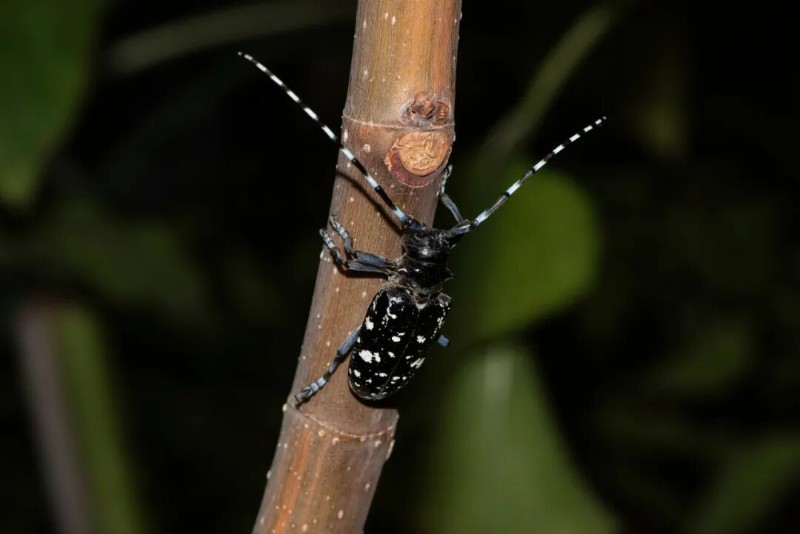 转载：这些天牛你能认出几种？99%的人都认不全