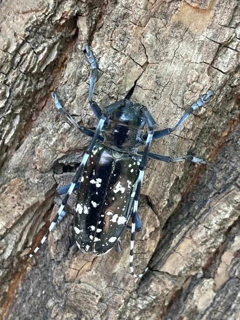 转载：这些天牛你能认出几种？99%的人都认不全