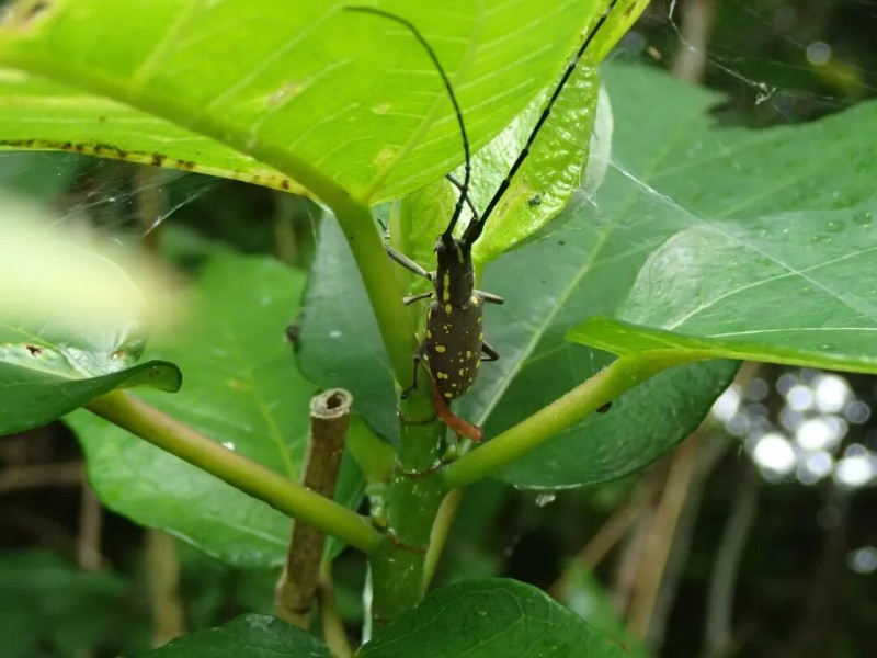 转载：这些天牛你能认出几种？99%的人都认不全