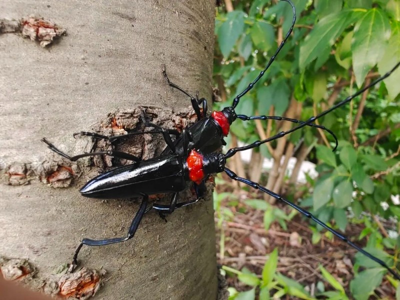 转载：这些天牛你能认出几种？99%的人都认不全