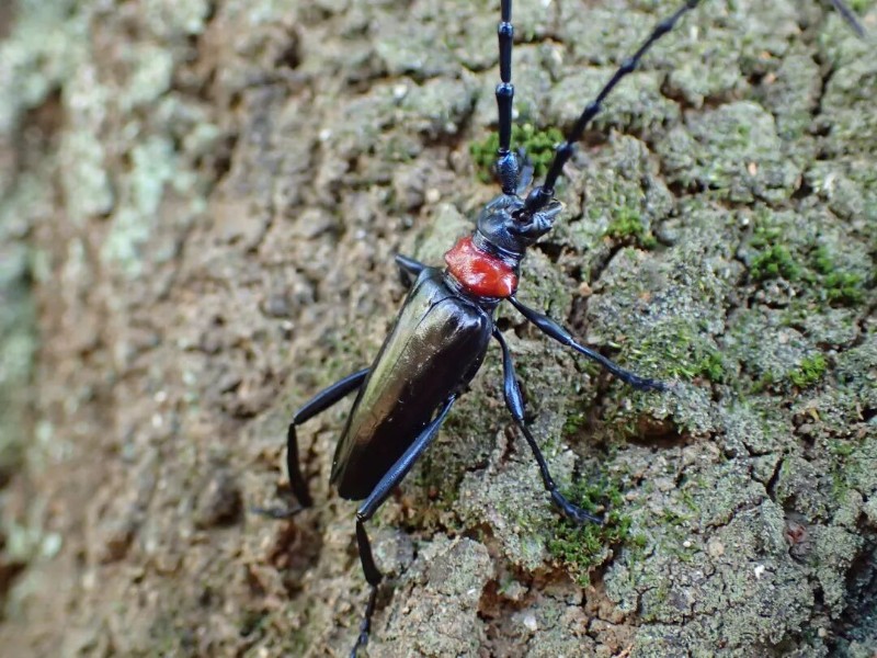 转载：这些天牛你能认出几种？99%的人都认不全