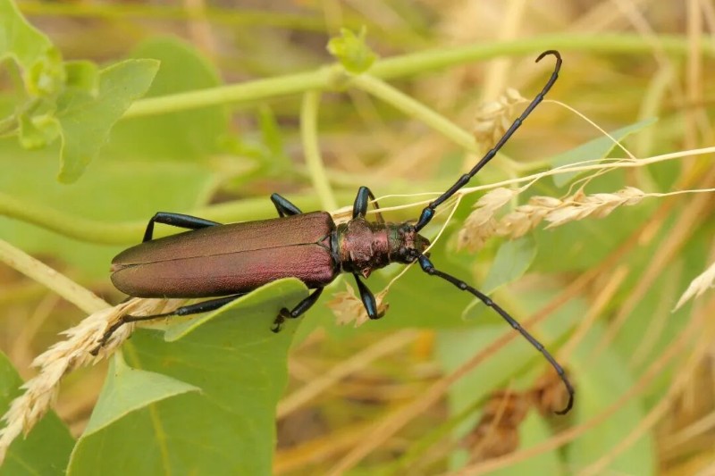 转载：这些天牛你能认出几种？99%的人都认不全