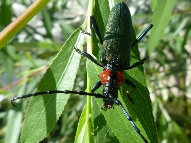 转载：这些天牛你能认出几种？99%的人都认不全