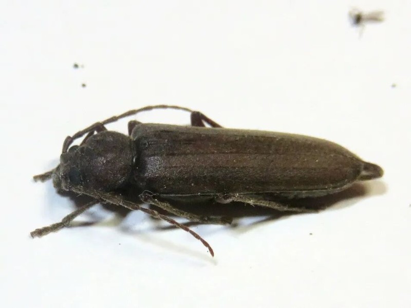 转载：这些天牛你能认出几种？99%的人都认不全