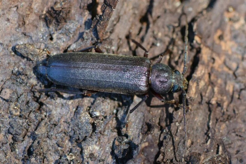 转载：这些天牛你能认出几种？99%的人都认不全