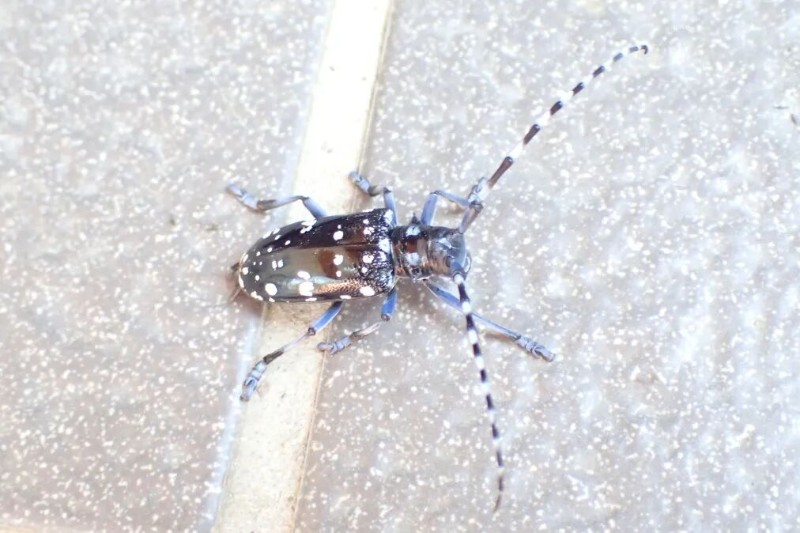 转载：这些天牛你能认出几种？99%的人都认不全