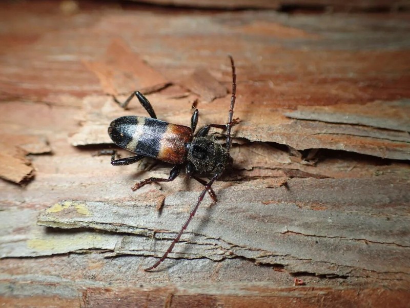 转载：这些天牛你能认出几种？99%的人都认不全