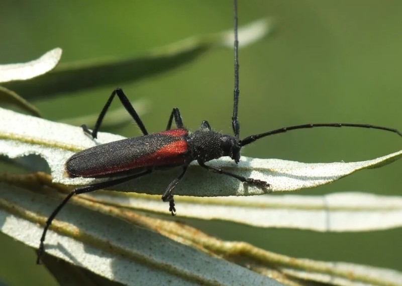 转载：这些天牛你能认出几种？99%的人都认不全