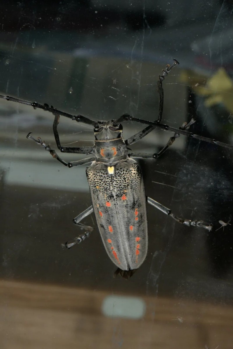 转载：这些天牛你能认出几种？99%的人都认不全