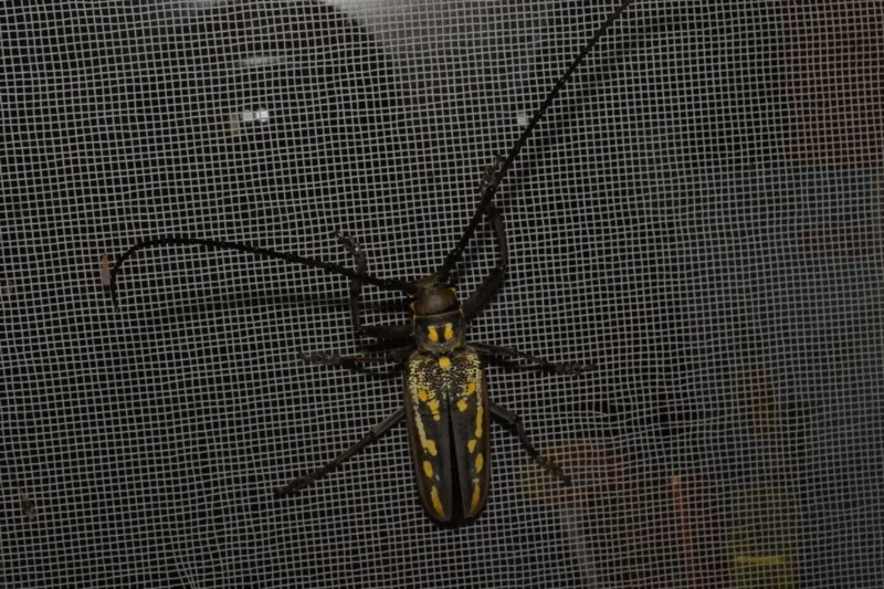 转载：这些天牛你能认出几种？99%的人都认不全