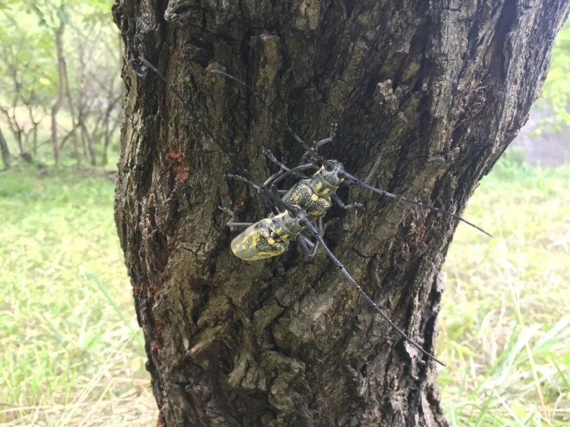 转载：这些天牛你能认出几种？99%的人都认不全