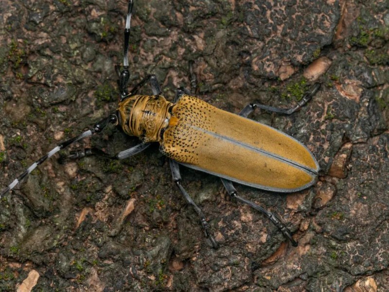 转载：这些天牛你能认出几种？99%的人都认不全