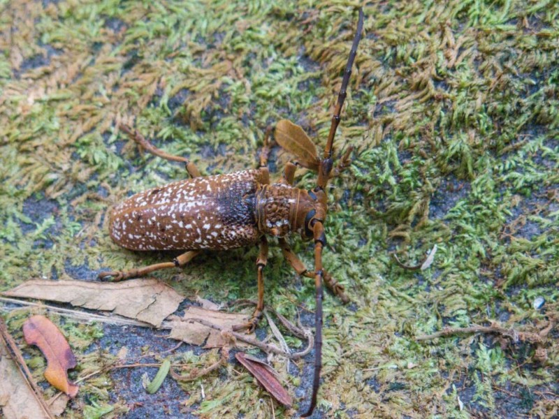 转载：这些天牛你能认出几种？99%的人都认不全