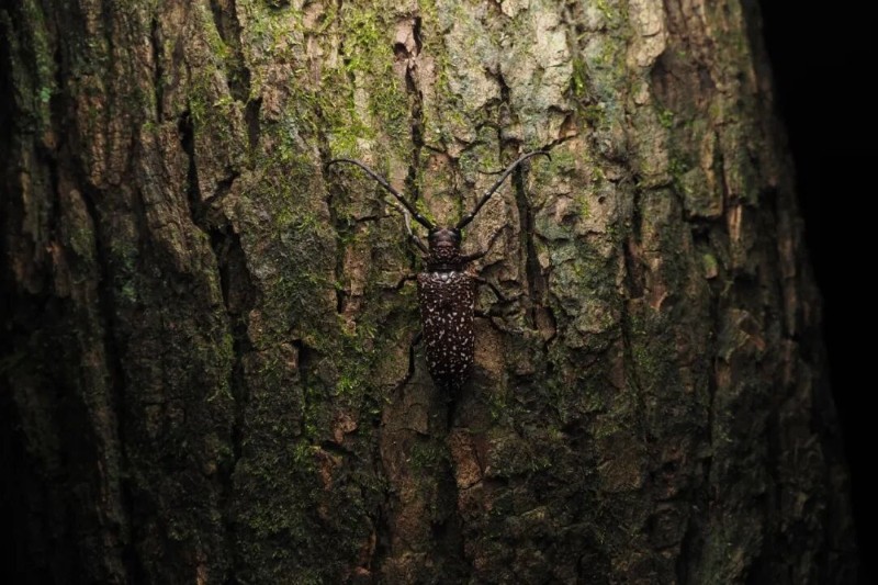 转载：这些天牛你能认出几种？99%的人都认不全