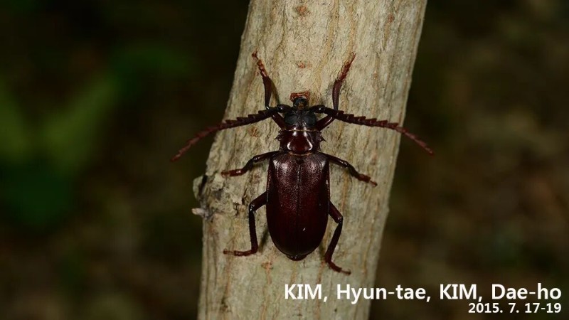 转载：这些天牛你能认出几种？99%的人都认不全