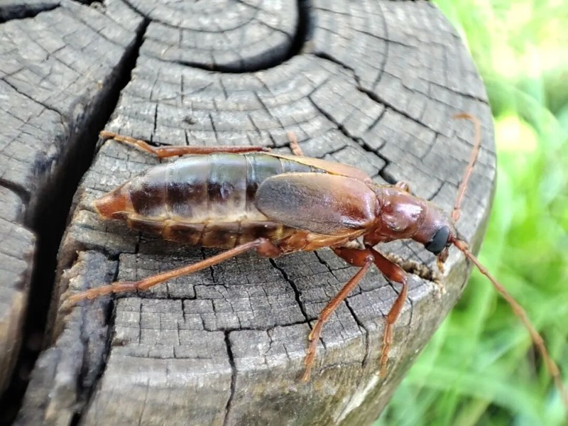转载：这些天牛你能认出几种？99%的人都认不全