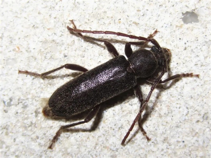 转载：这些天牛你能认出几种？99%的人都认不全