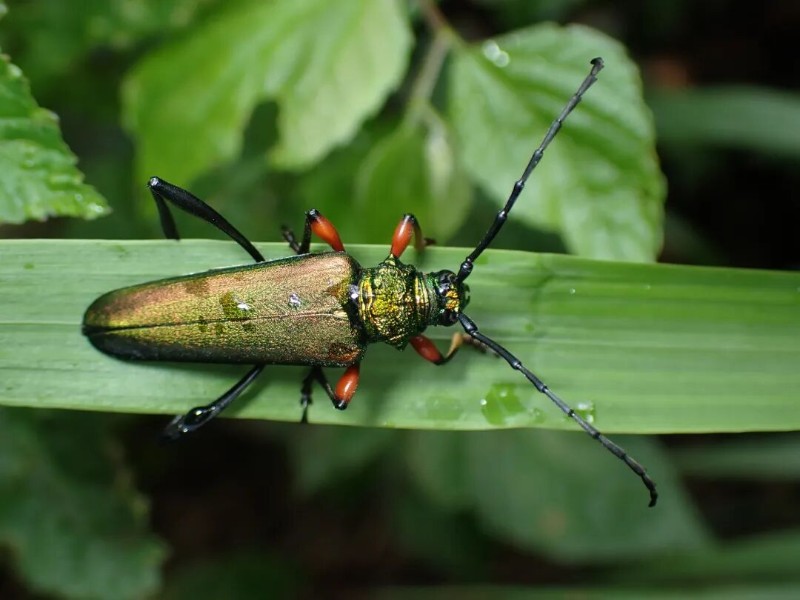 转载：这些天牛你能认出几种？99%的人都认不全