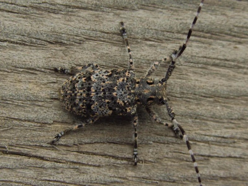 转载：这些天牛你能认出几种？99%的人都认不全