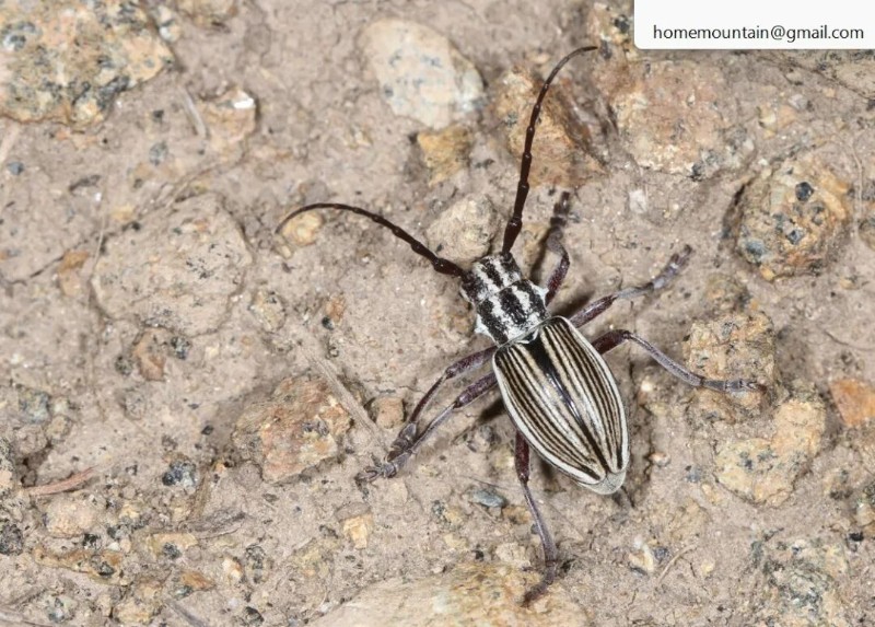 转载：这些天牛你能认出几种？99%的人都认不全