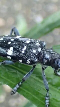 转载：这些天牛你能认出几种？99%的人都认不全