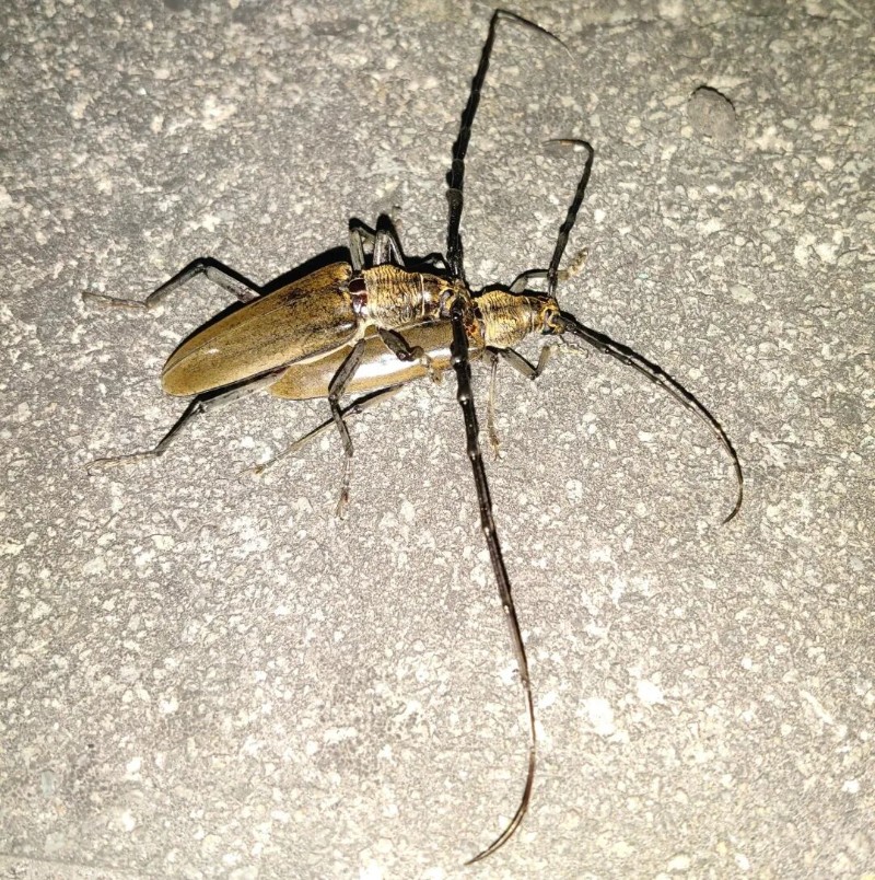 转载：这些天牛你能认出几种？99%的人都认不全