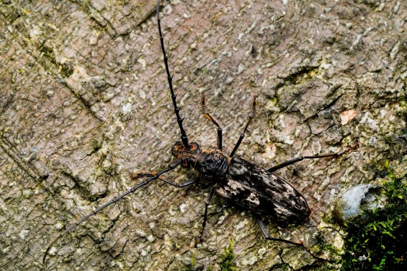 转载：这些天牛你能认出几种？99%的人都认不全