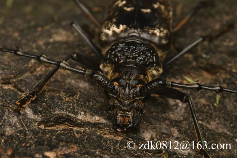 转载：这些天牛你能认出几种？99%的人都认不全