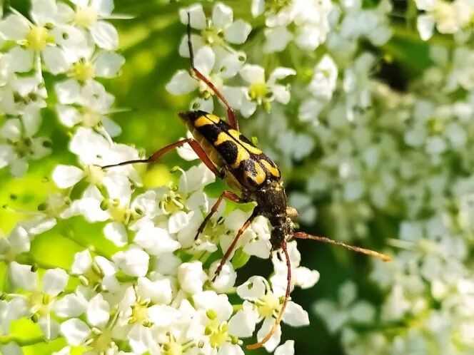 转载：这些天牛你能认出几种？99%的人都认不全
