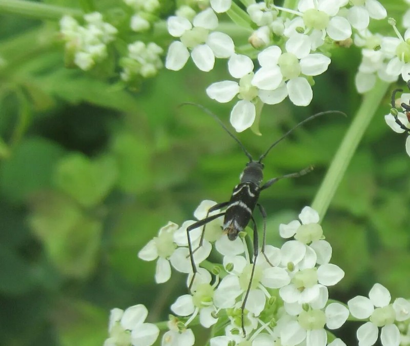 转载：这些天牛你能认出几种？99%的人都认不全