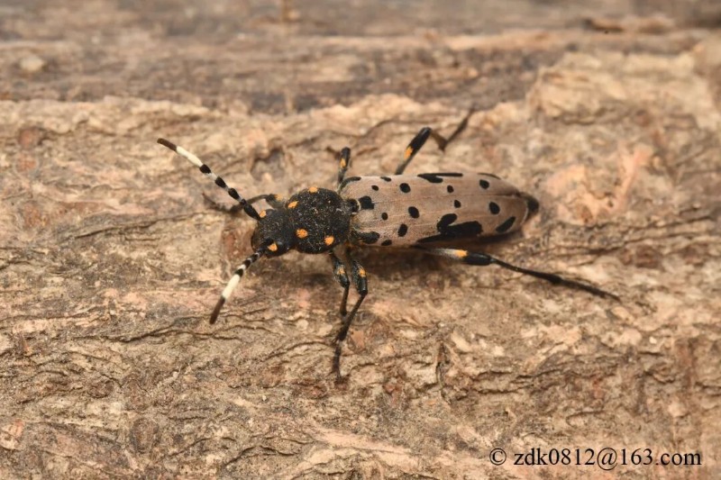 转载：这些天牛你能认出几种？99%的人都认不全