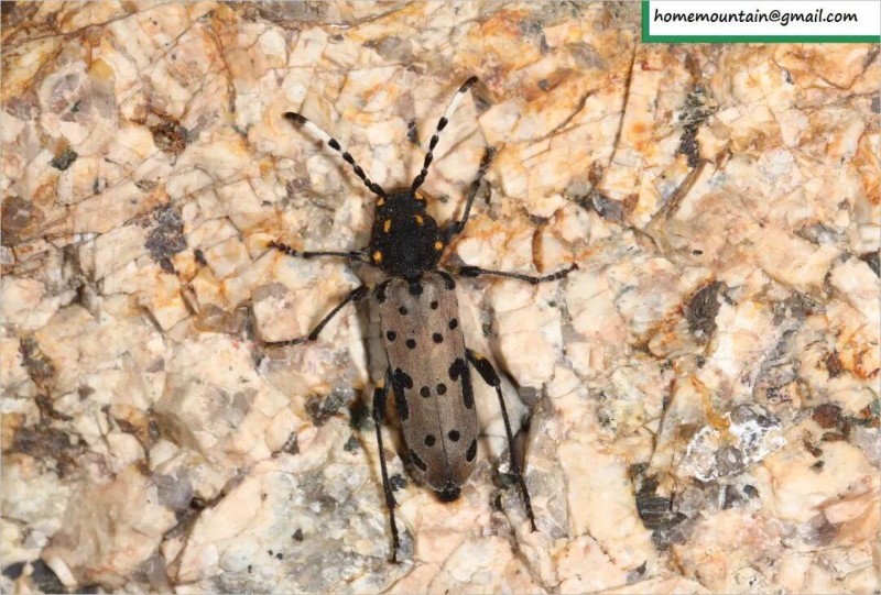 转载：这些天牛你能认出几种？99%的人都认不全