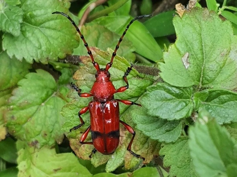 转载：这些天牛你能认出几种？99%的人都认不全