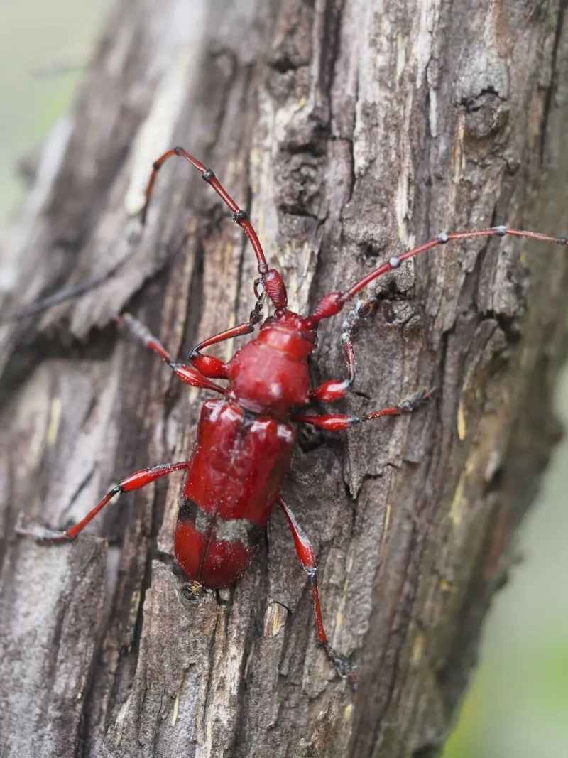 转载：这些天牛你能认出几种？99%的人都认不全